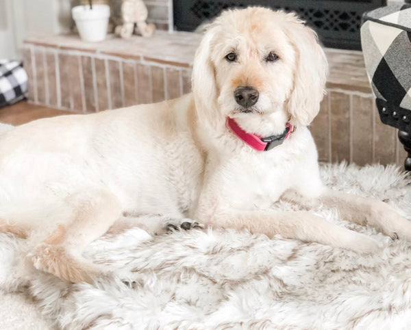 Faux Fur Dog Bed