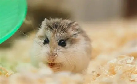 Small Pets