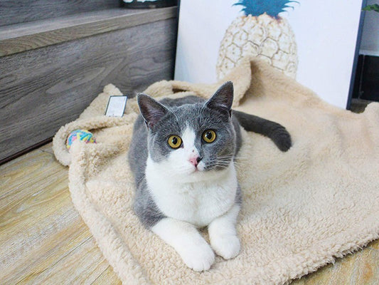 Dog / Cat Blanket