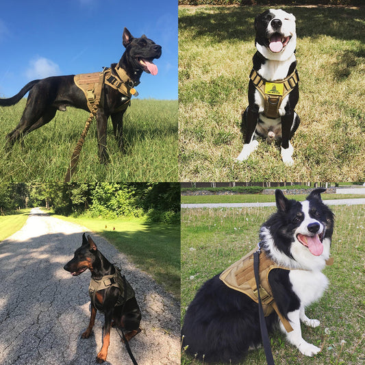 Nylon Dog Harness