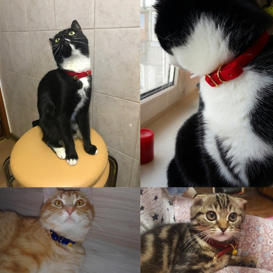 Adjustable Plain Cat collar